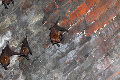 Hipposideros armiger terasensis
