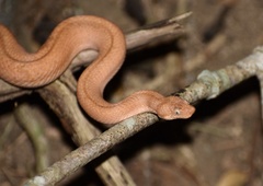 Tropidophis melanurus
