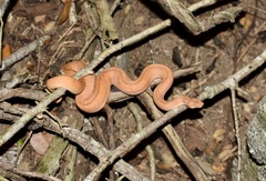 Tropidophis melanurus