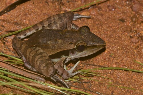 Snouted Grassland Frog
