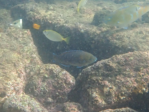 Knobsnout parrotfish (Scarus ovifrons) — Scaridae