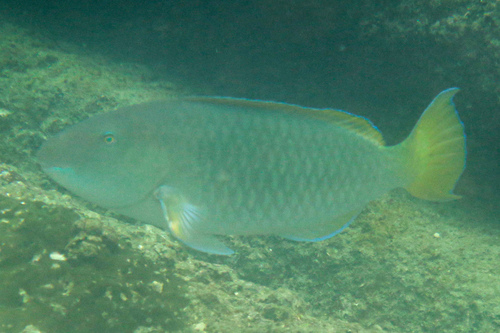Pacific longnose parrotfish (Hipposcarus longiceps) — Scaridae