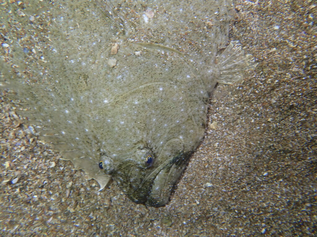 Kaneel-bot (Pseudorhombus cinnamoneus) — Paralichthyidae