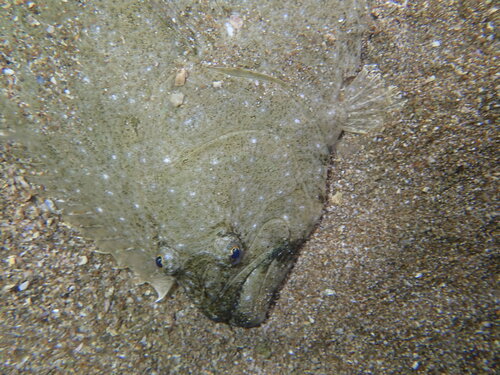 Cinnamon flounder (Pseudorhombus cinnamoneus) — Paralichthyidae