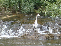 Ardea cinerea