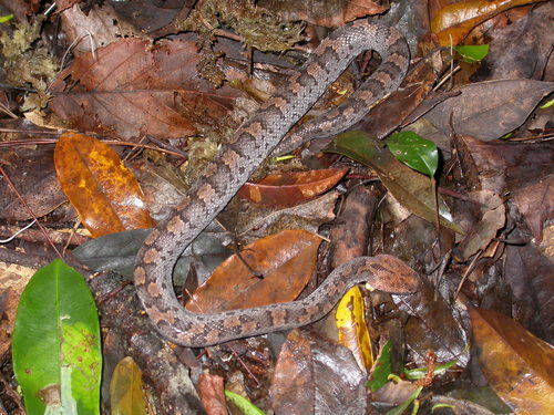 Photo of a Taiwan Mountain Pitviper (Ovophis makazayazaya)
