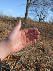Eragrostis trichodes