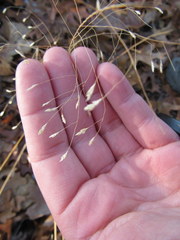 Eragrostis trichodes