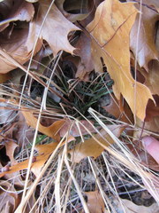 Eragrostis trichodes