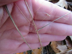 Eragrostis trichodes