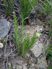Baccharis boliviensis