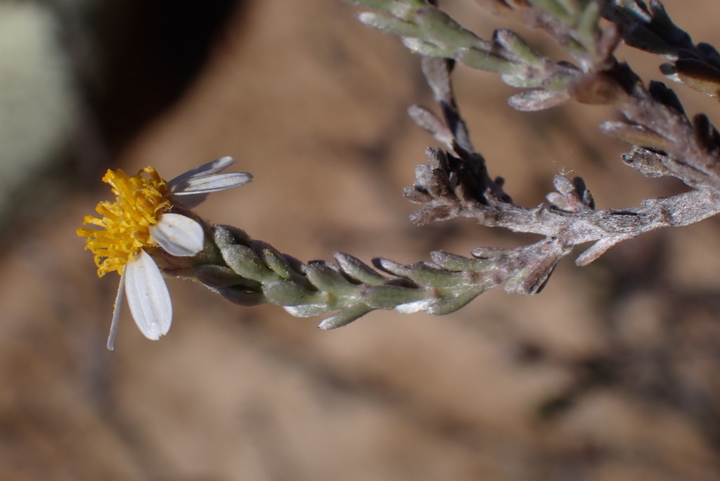Silver Sheepdaisy