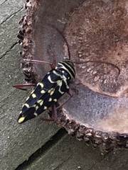 Placosternus difficilis