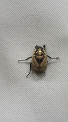 Augoderia nitidula