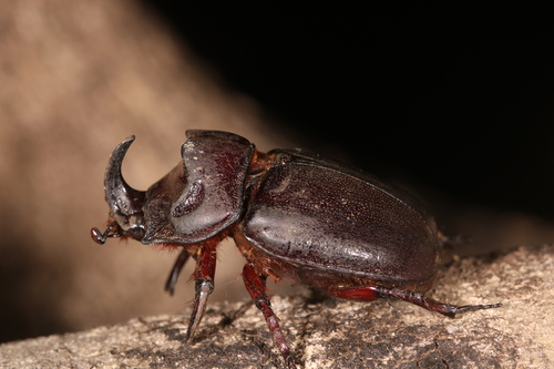 Oryctes colonicus