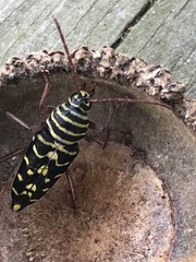 Placosternus difficilis