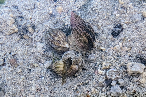 Tritia reticulata