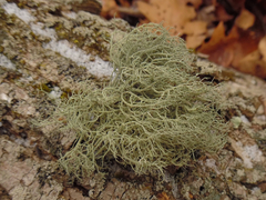 Usnea mutabilis