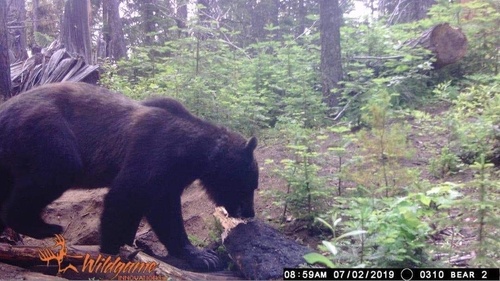 American Black Bear photographed in Idaho