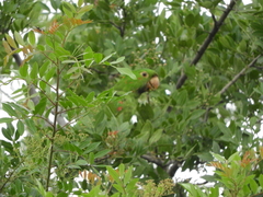 Psittacara leucophthalmus