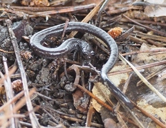 Batrachoseps gavilanensis