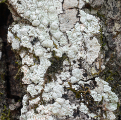 Pertusaria paratuberculifera