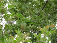 Psittacara leucophthalmus