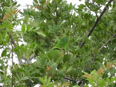 Psittacara leucophthalmus