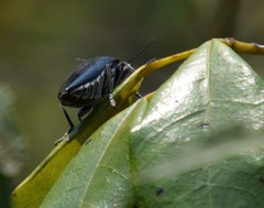 Cyrioides australis