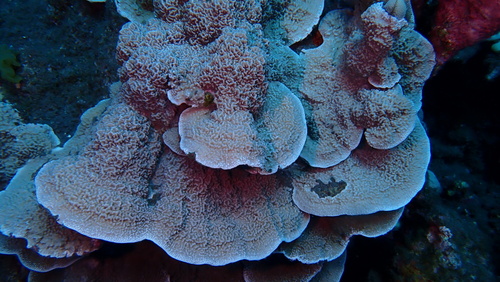 Porites rus, 2025-10-04