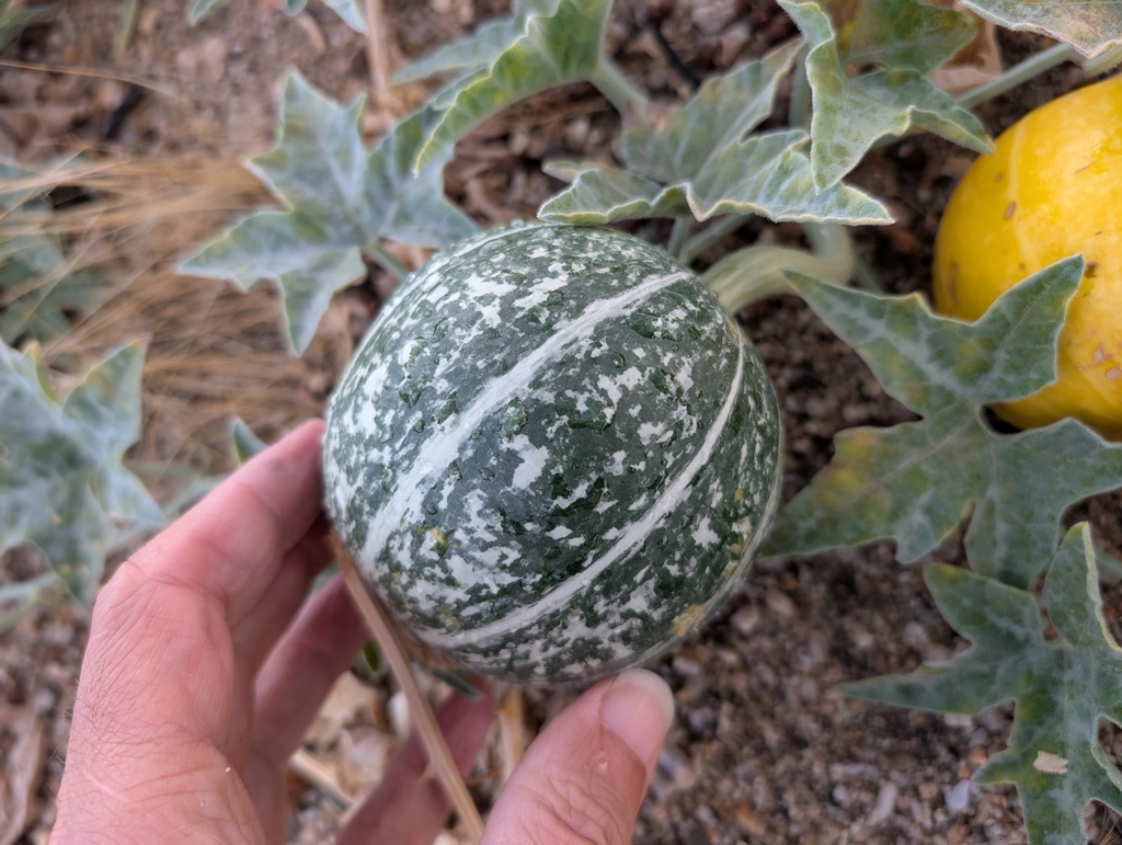 Cucurbita