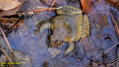 Prevernal Brown Frog photo 2