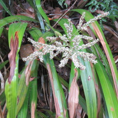 Helmholtzia acorifolia