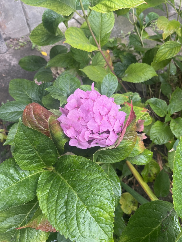 Hydrangea macrophylla