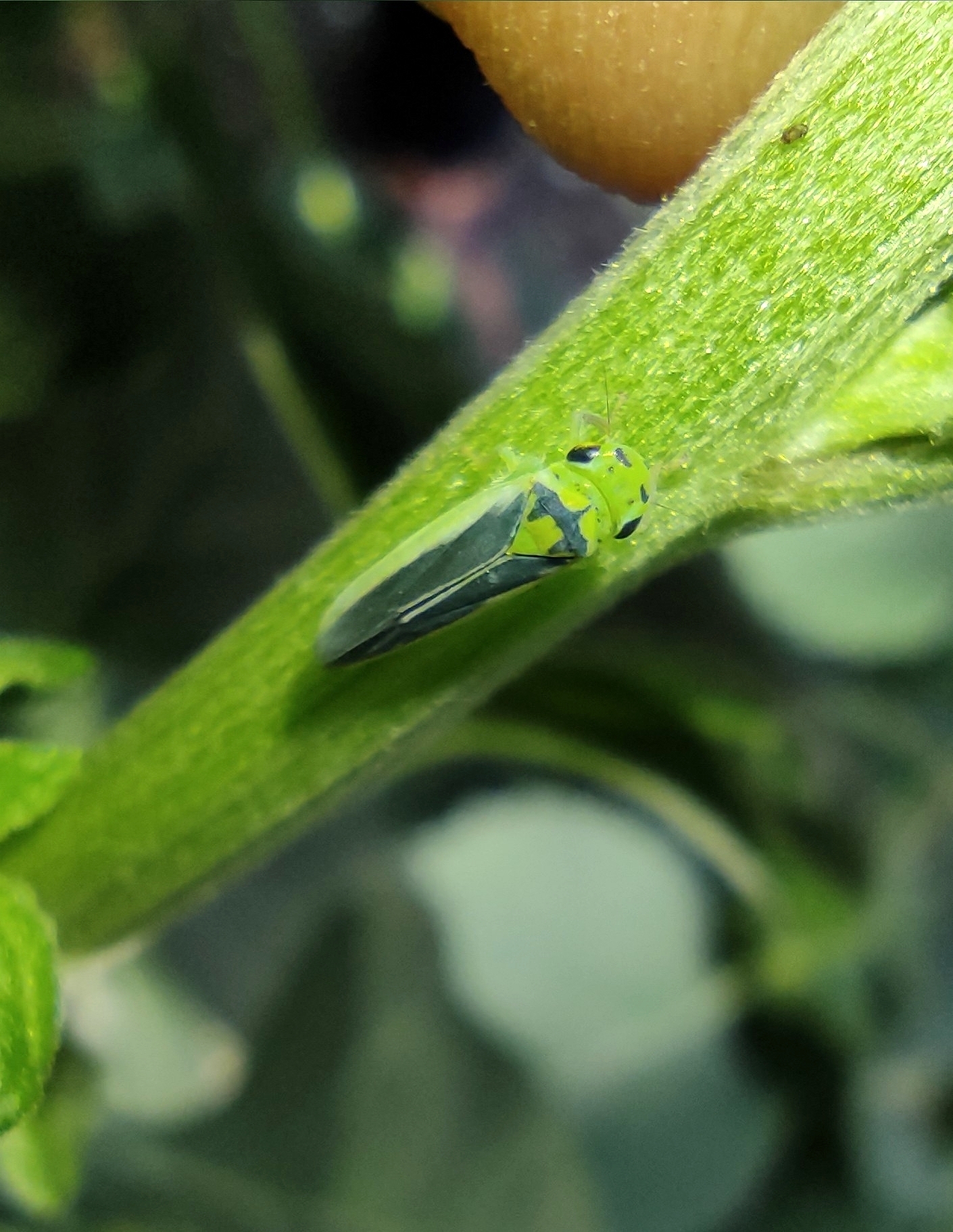 Kolla paulula | Insect Vectors of Plant Disease