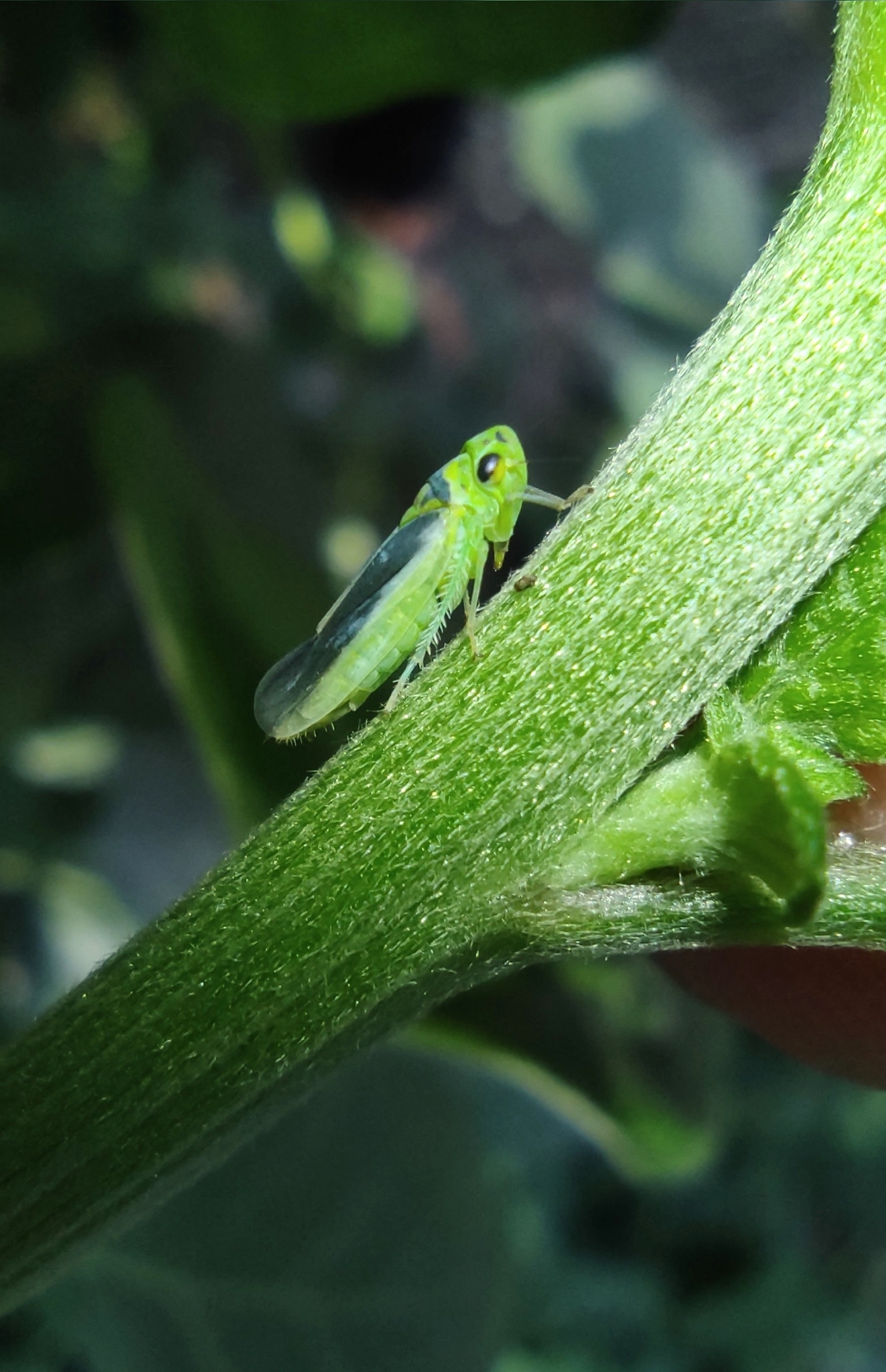 Kolla paulula | Insect Vectors of Plant Disease