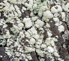 Cladonia ravenelii