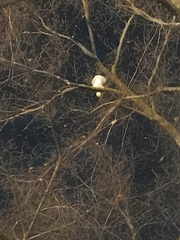 Aves