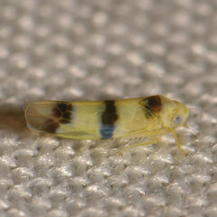 Empoa venusta