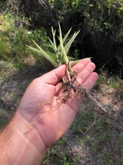 Amphicarpum amphicarpon