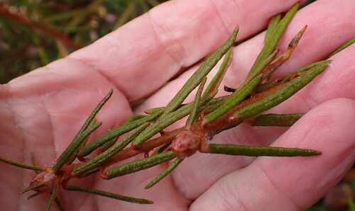 marsh Labrador tea