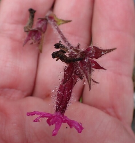 red campion