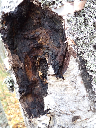 Chaga