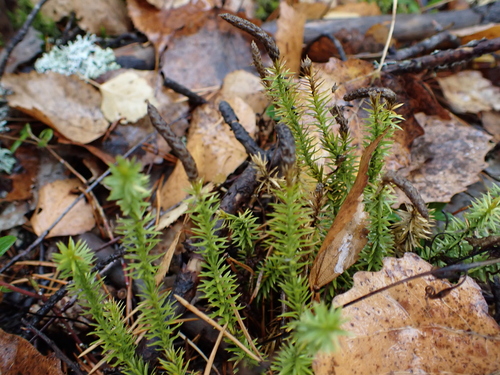 interrupted clubmoss