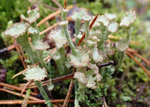 Bronzed Pixie Lichen