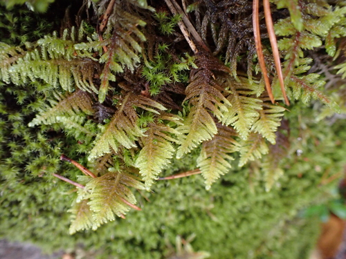 Ostrich-plume Moss
