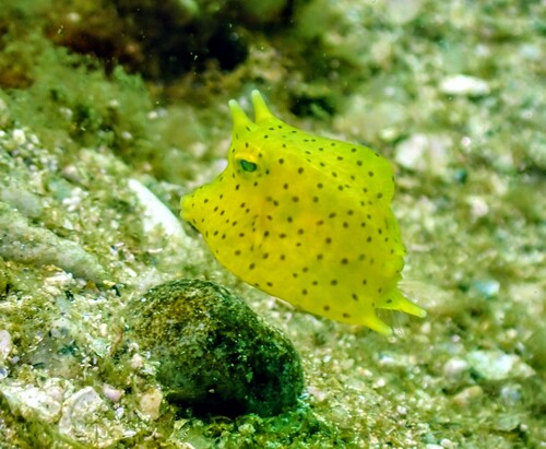 Scrawled cowfish (Acanthostracion quadricornis) — Ostraciidae — 4