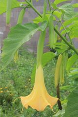 Brugmansia versicolor