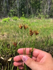 Rhynchospora macrostachya