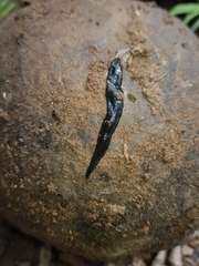 Continenticola